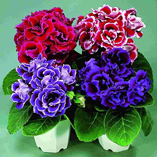 Ornamental climbing Asarina Gloxinia plant
