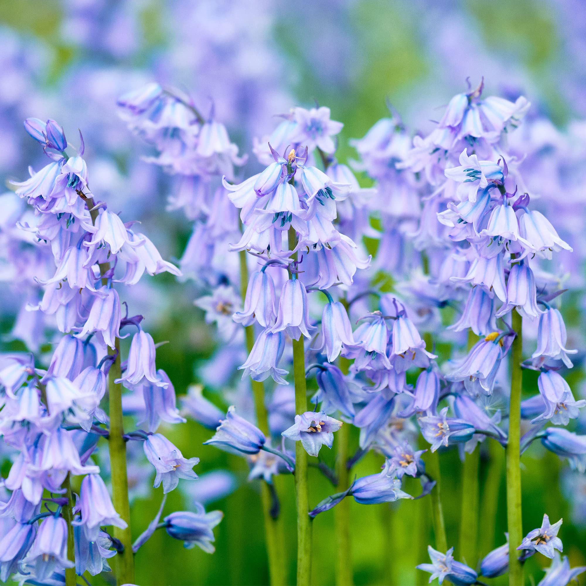 Ornamental Blue Bell plant for gardens