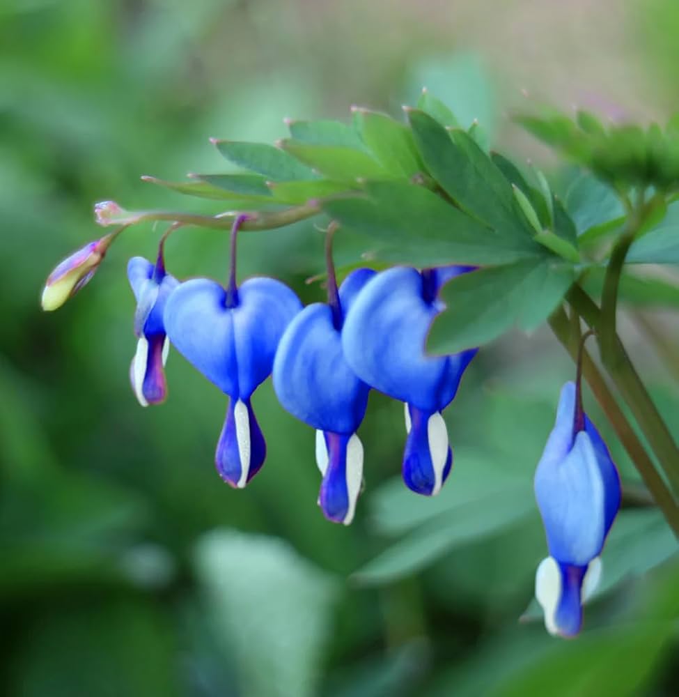 Non-GMO Blue Bleeding Heart seeds