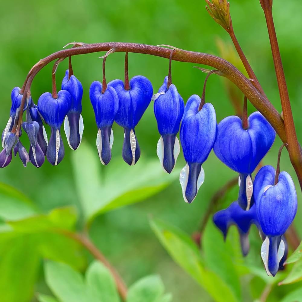 Ornamental Blue Bleeding Heart plant