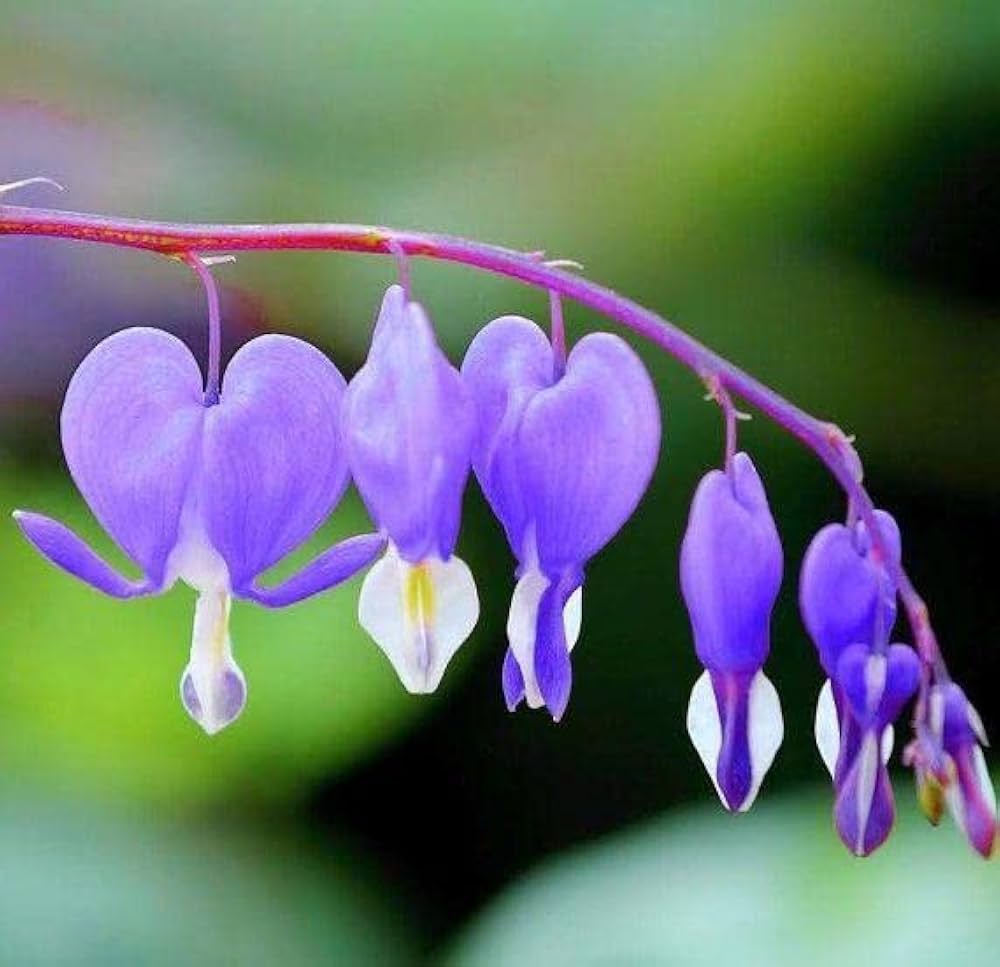 Blue Bleeding Heart flower seeds for planting