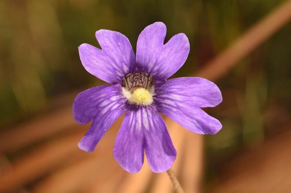 Carnivorous Blue Butterwort plant with sticky leaves