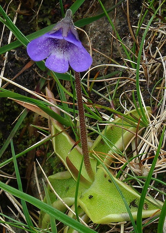 Non-GMO Blue Butterwort seeds
