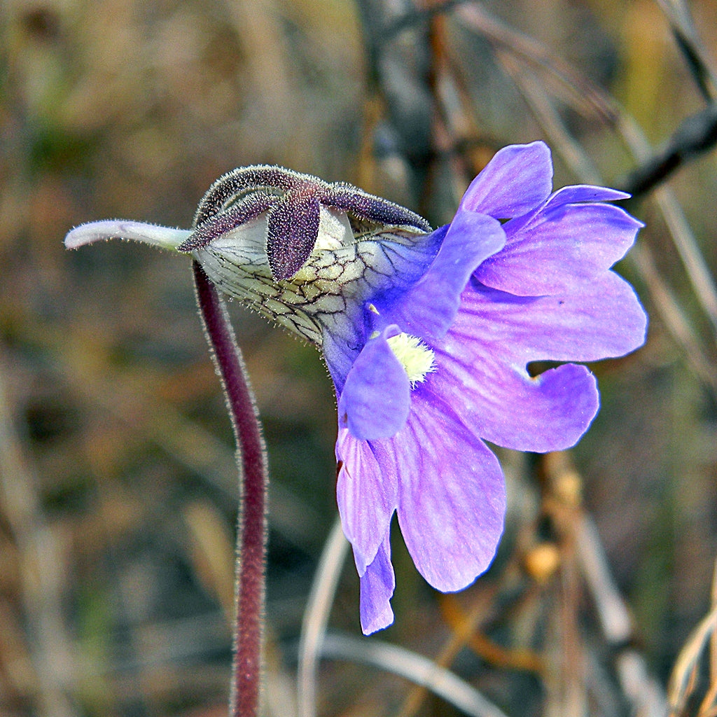Blue Butterwort flower seeds for planting