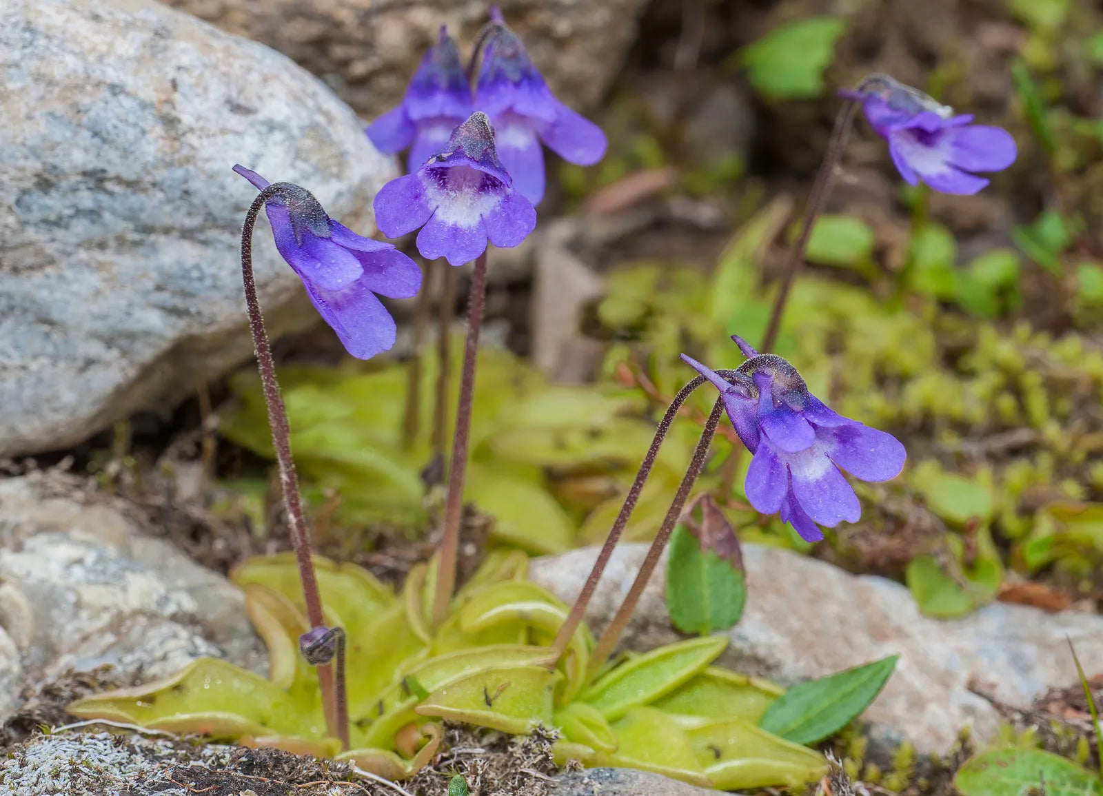 Blue Butterwort growing in terrarium setup
