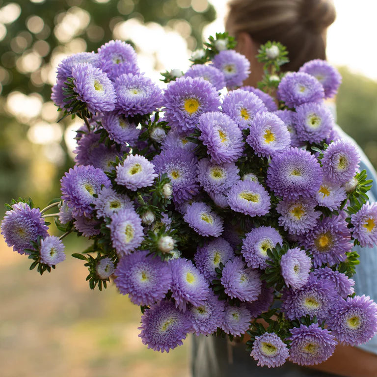 Non GMO Blue Callistephus seeds