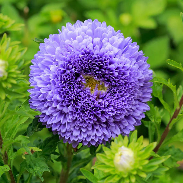Blue Callistephus flower seeds for planting