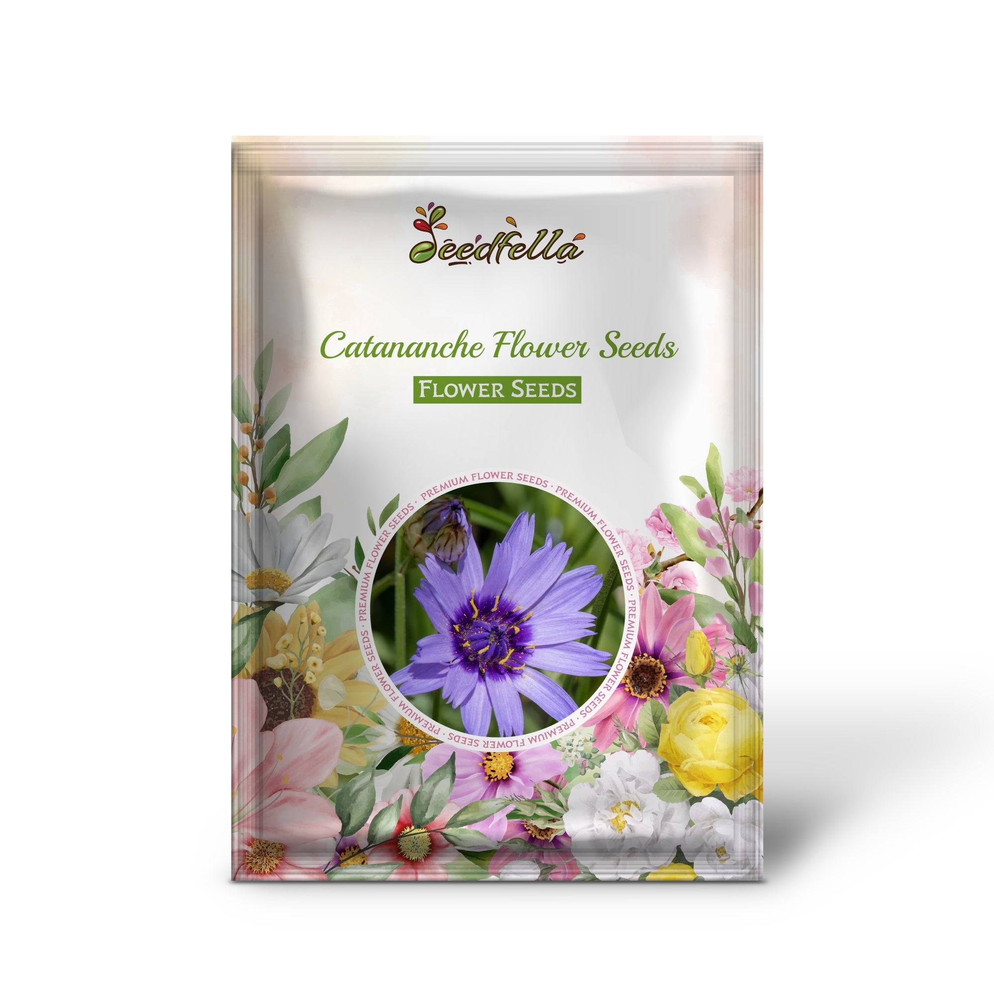 Blue Catananche flowers blooming in garden