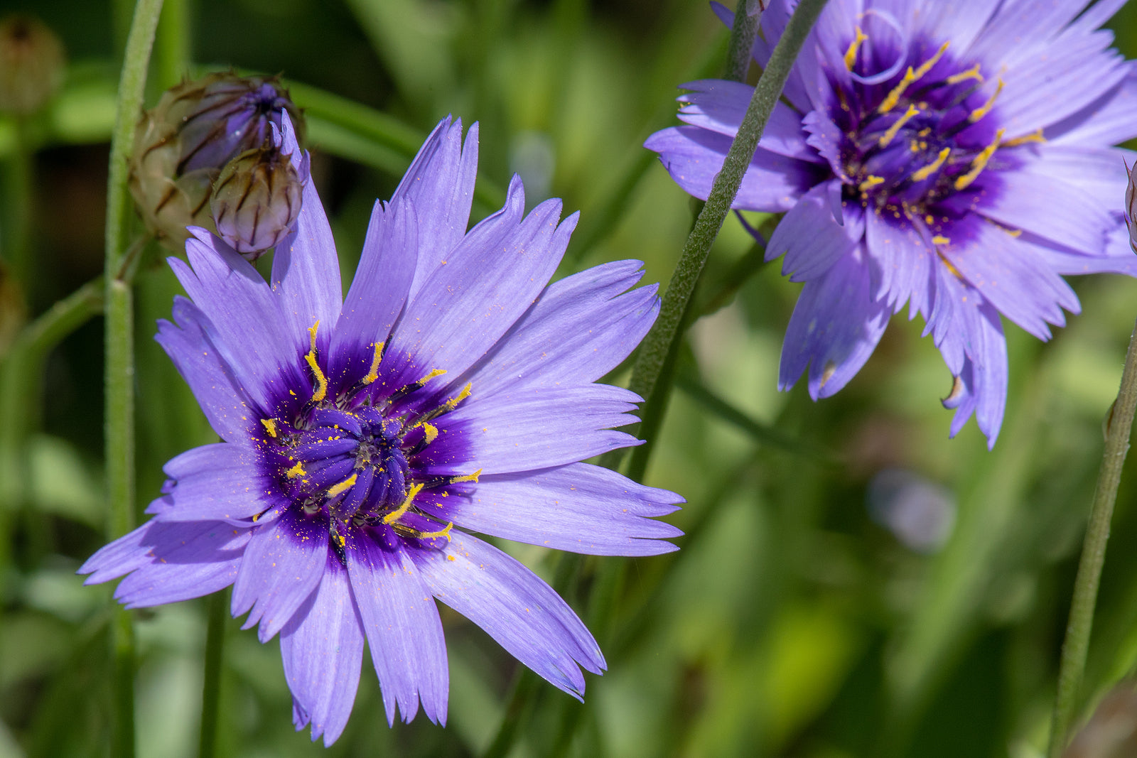 Non GMO Blue Catananche seeds