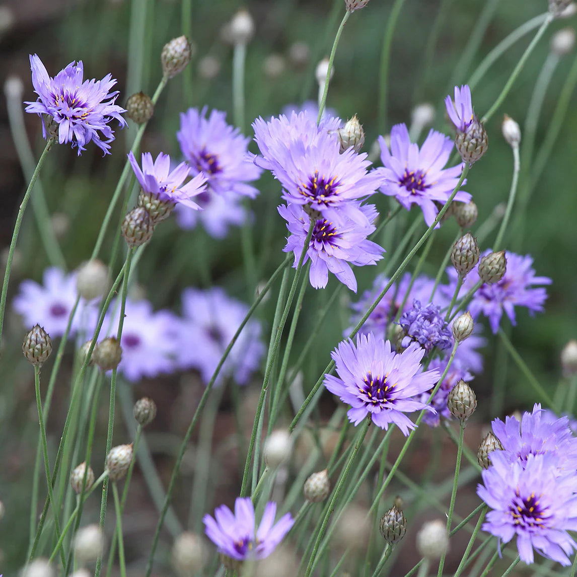 Non GMO Blue Catananche seeds