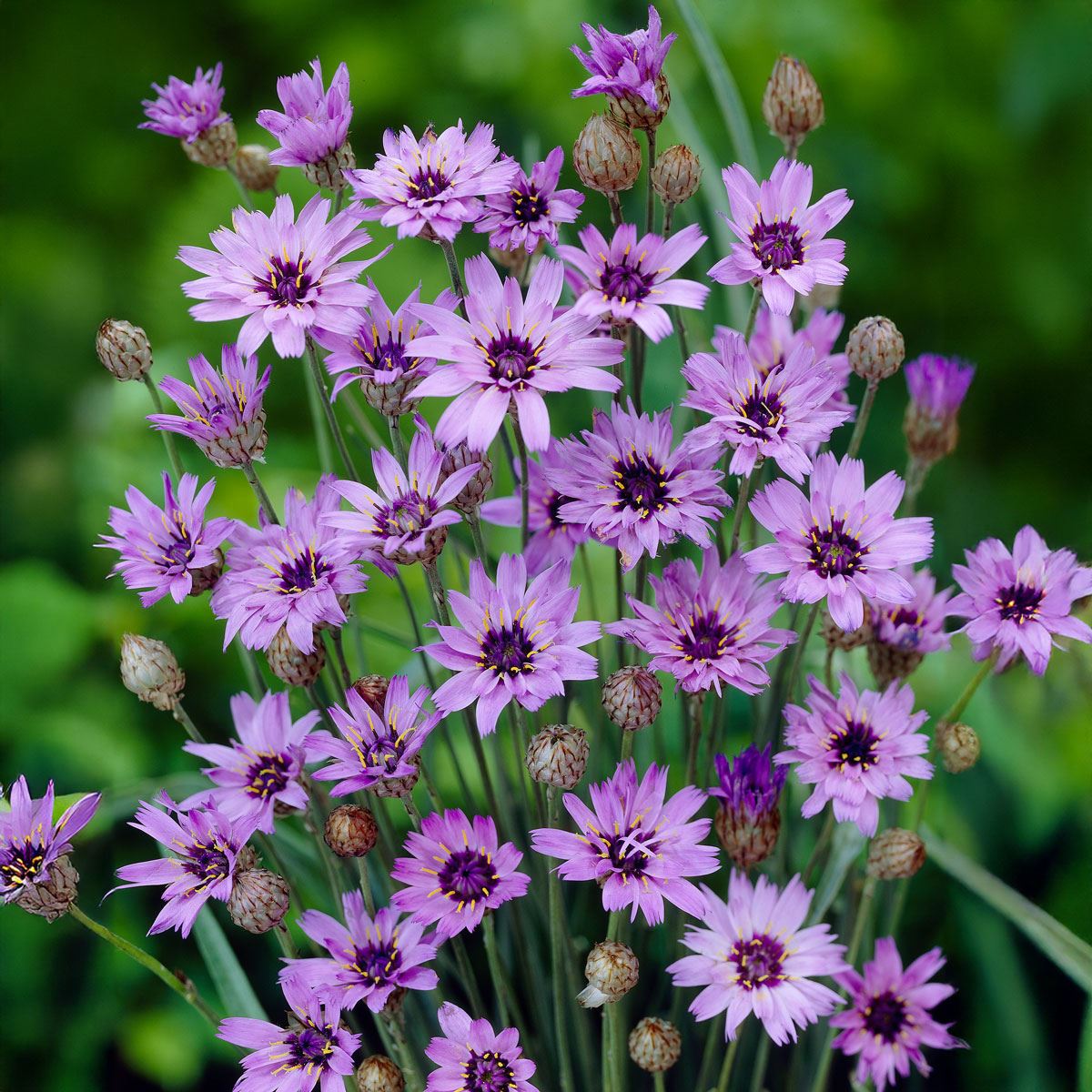 Ornamental Blue Catananche flowering plant