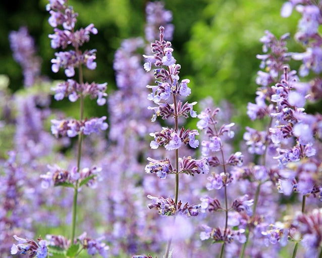 Blue Catmint in pollinator garden
