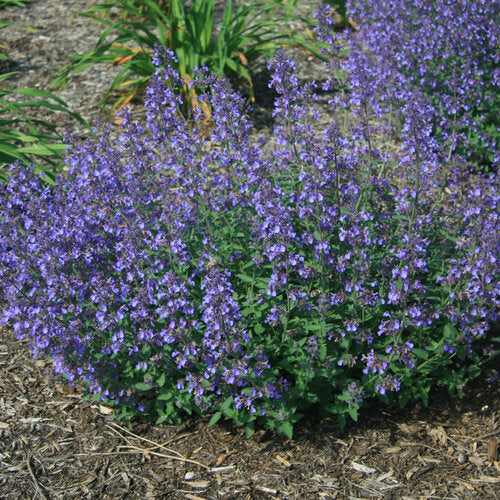 Blue Catmint seeds ideal for planting
