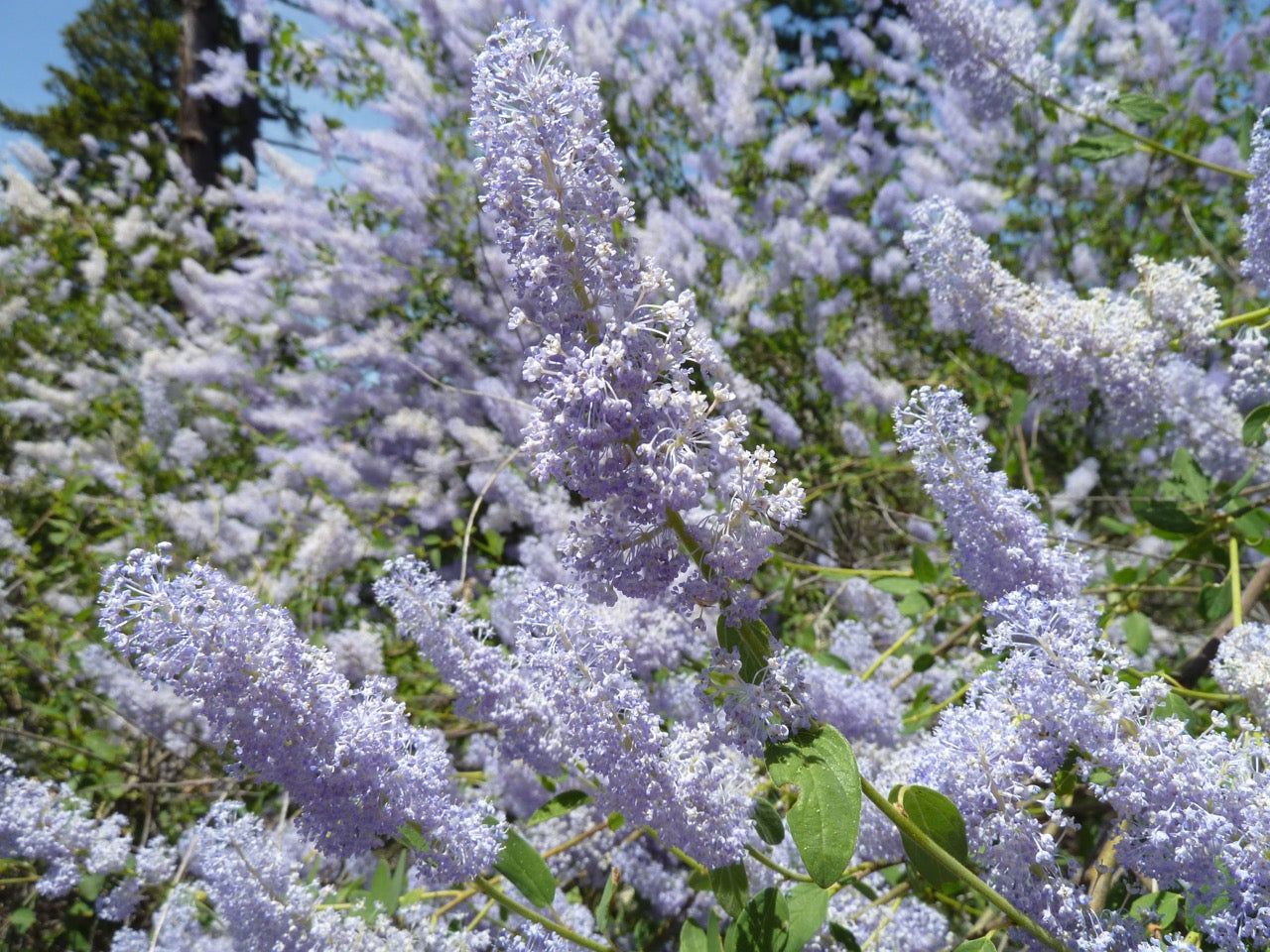 Ornamental Blue Ceanothus tree for gardens