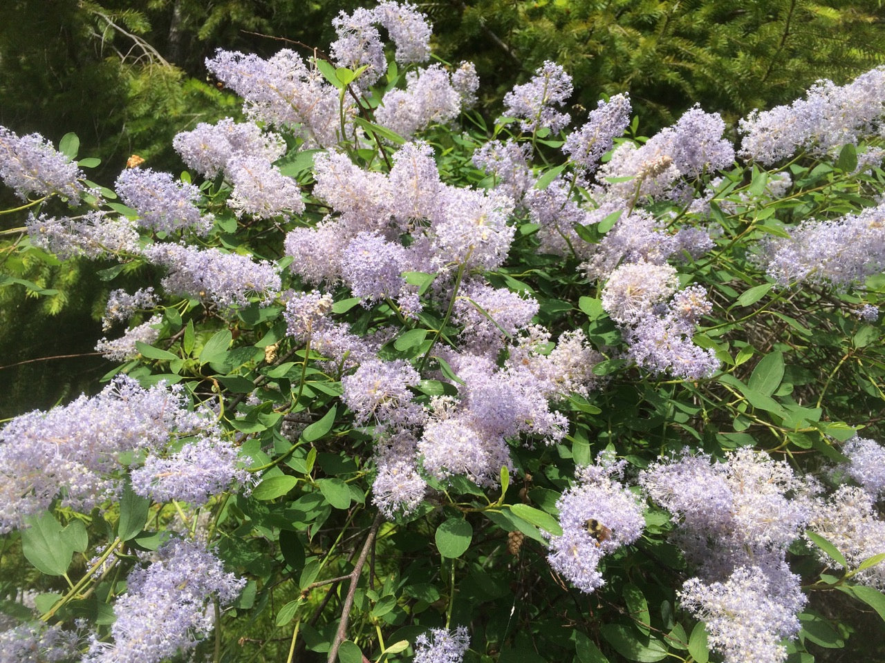 Blue Ceanothus in wildlife garden