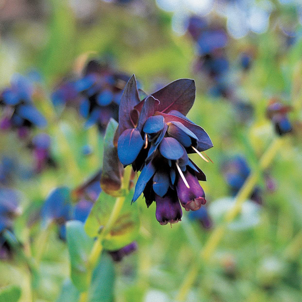 Ornamental Blue Cerinthe seeds for gardens