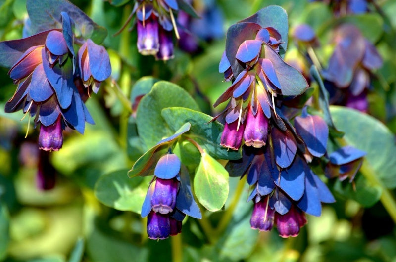 Blue Cerinthe flowers in pollinator garden