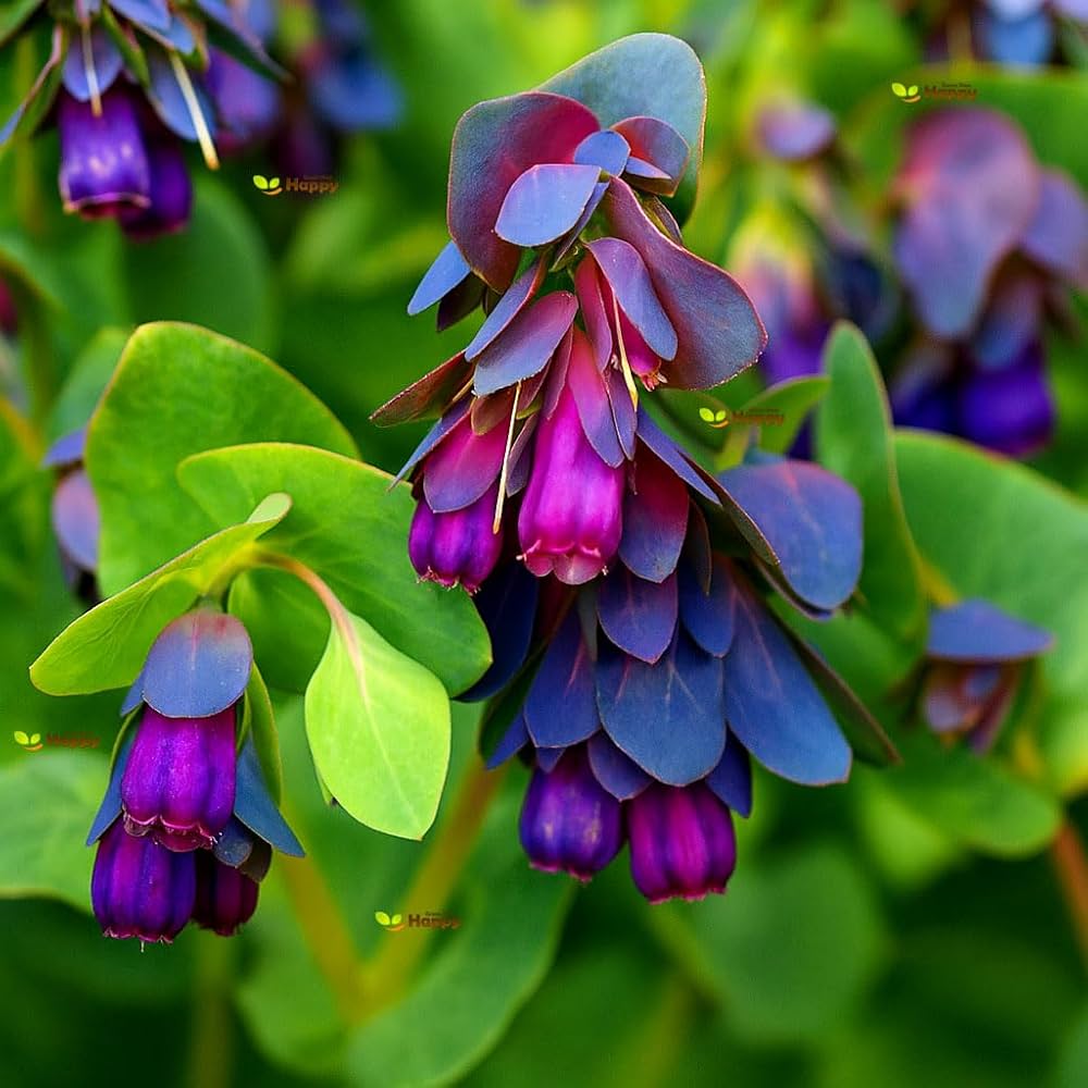 Blue Cerinthe Flower seeds for planting