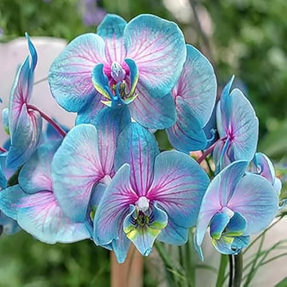 Non GMO Blue Cymbidium seeds