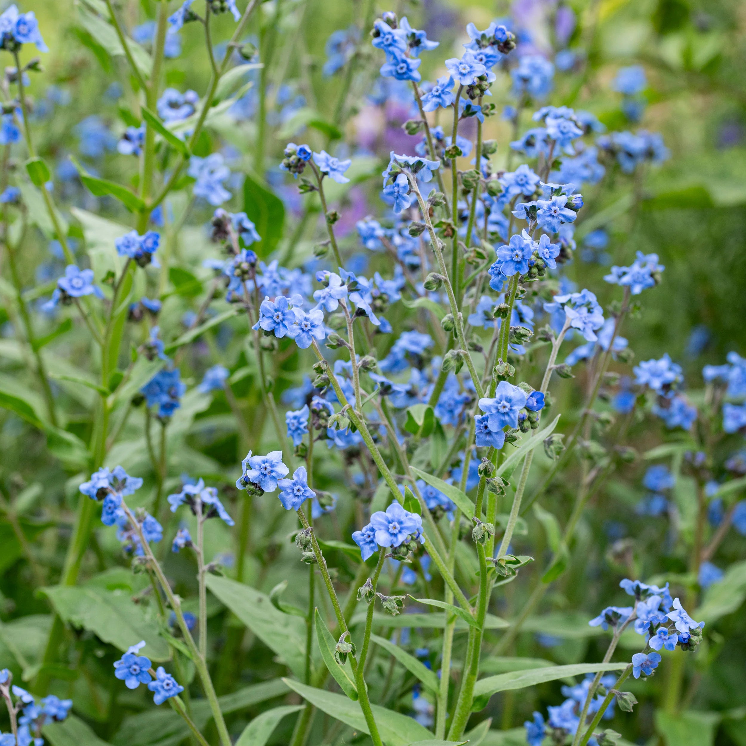 Non GMO Blue Cynoglossum Amabile seeds