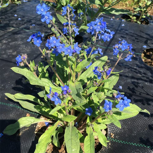 Ornamental Blue Cynoglossum Amabile flowering plant