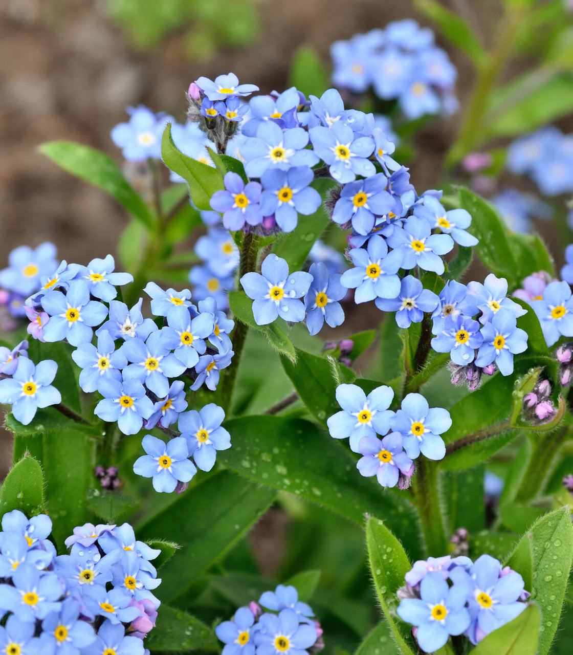 Blue Cynoglossum Amabile in pollinator garden
