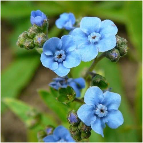 Blue Cynoglossum Amabile seeds for ideal planting