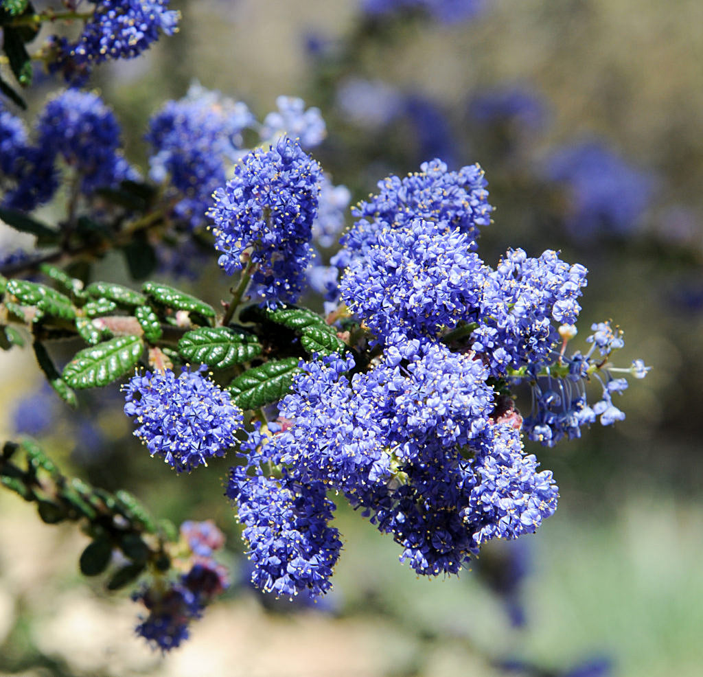 Blue Deerbrush Ceanothus seeds for planting