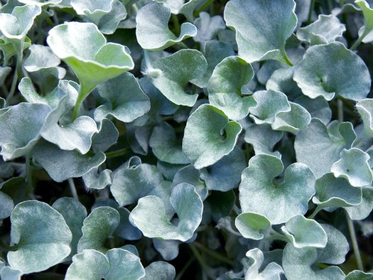 Blue Dichondra used as ground cover