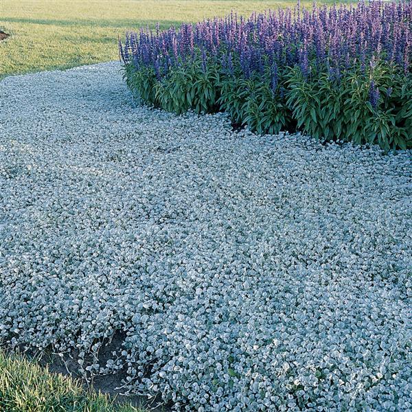 Non GMO Blue Plant Dichondra seeds