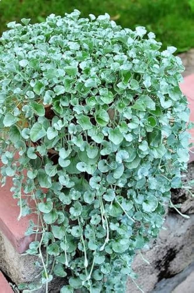 Blue Plant Dichondra seeds for easy planting