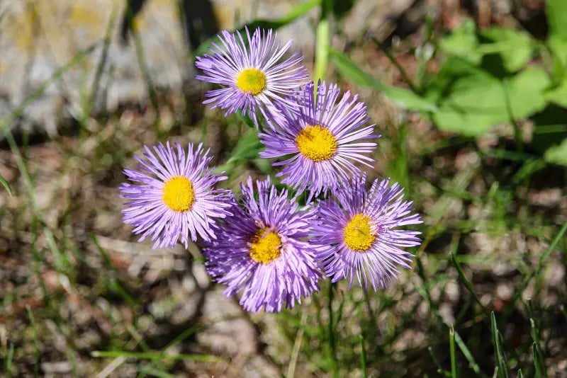 Non GMO Blue Erigeron seeds