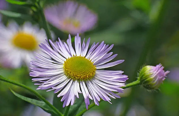 Ornamental Blue Erigeron flowering plant