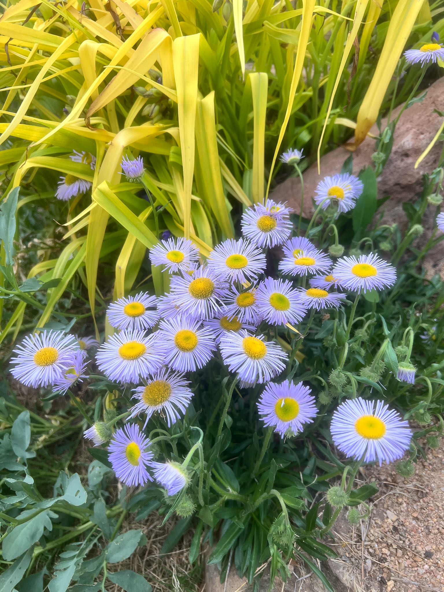 Blue Erigeron in rock garden