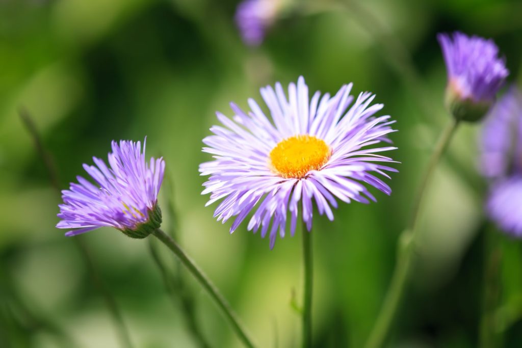 Blue Erigeron flower seeds for easy planting