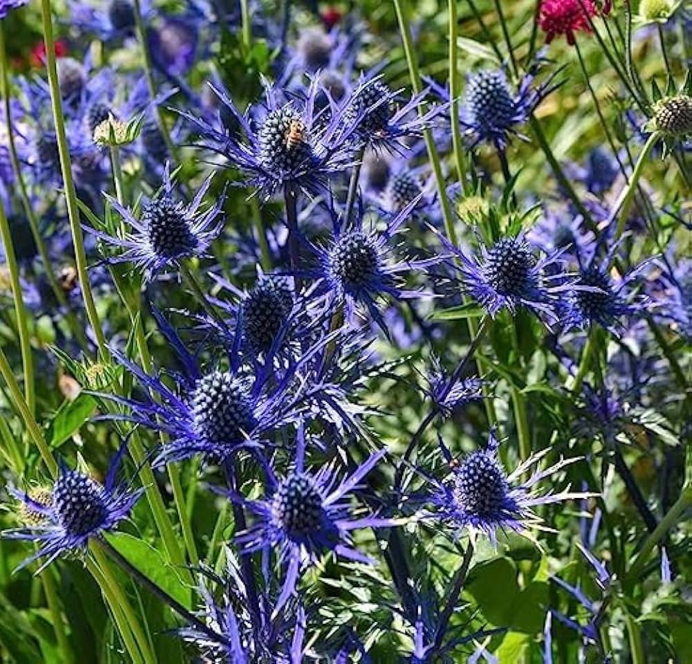 Non GMO Blue Eryngium Alpinum seeds