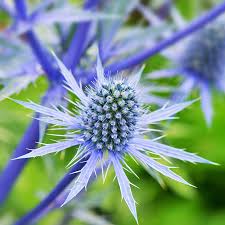Blue Eryngium Alpinum plant planting seeds
