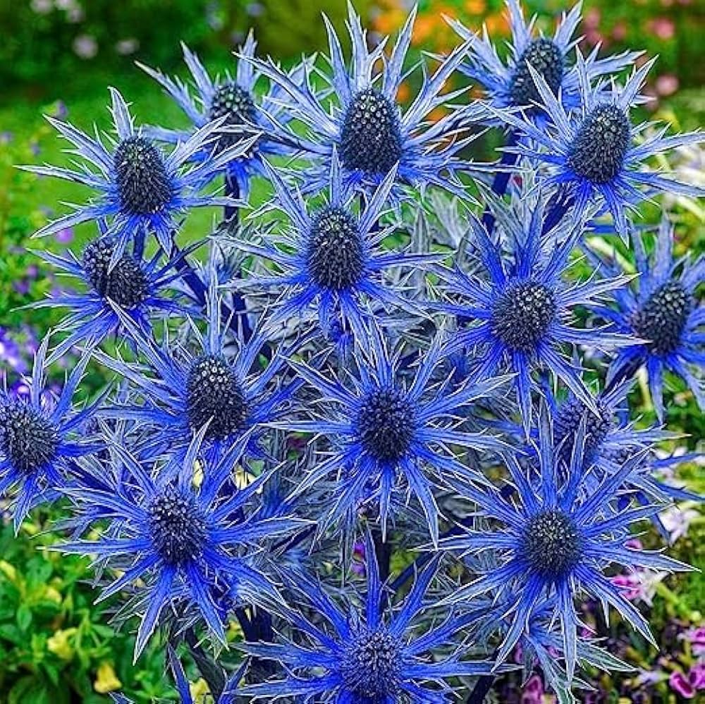 Non GMO Blue Eryngium flower seeds