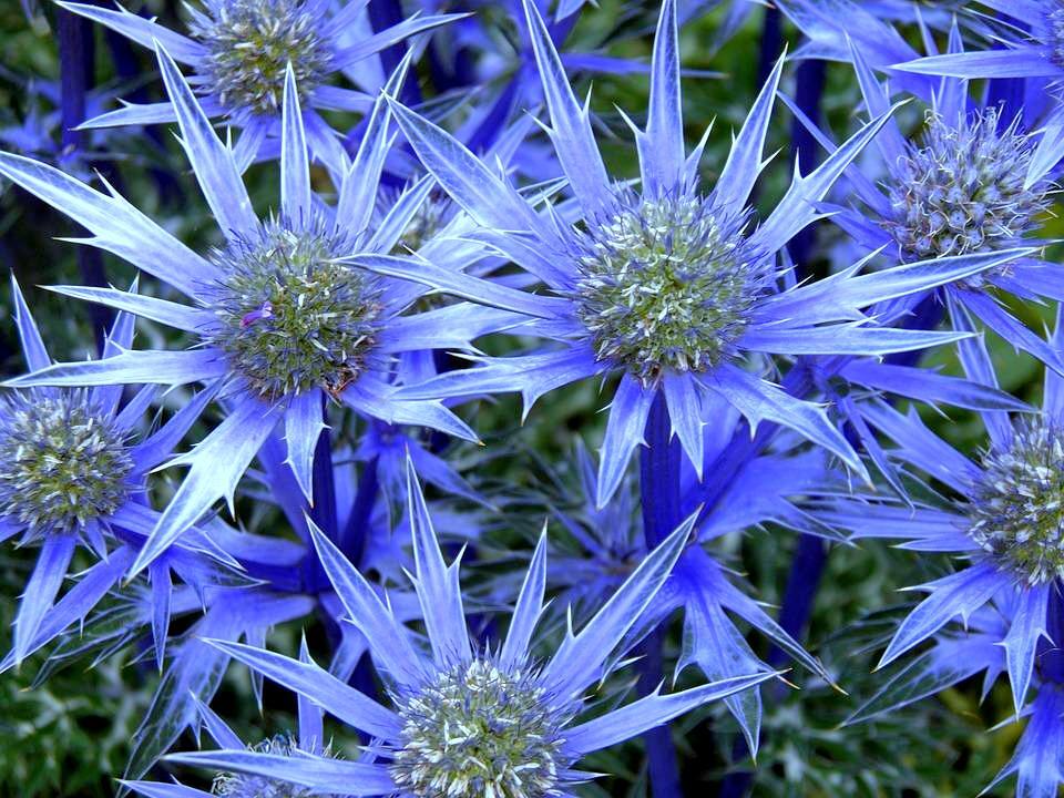 Ornamental Blue Eryngium seeds for home gardens