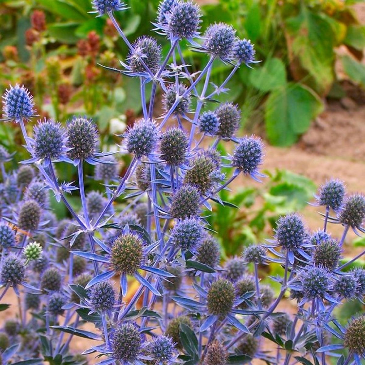 Ornamental Blue Eryngium Planum plant for gardens