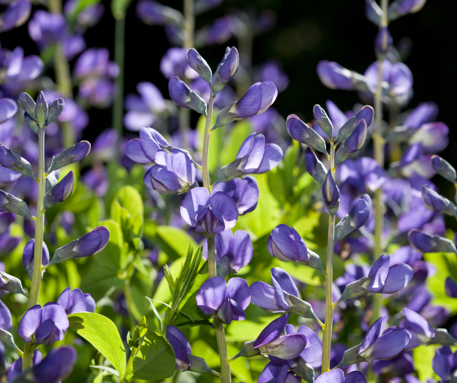 Non GMO Blue False Indigo seeds
