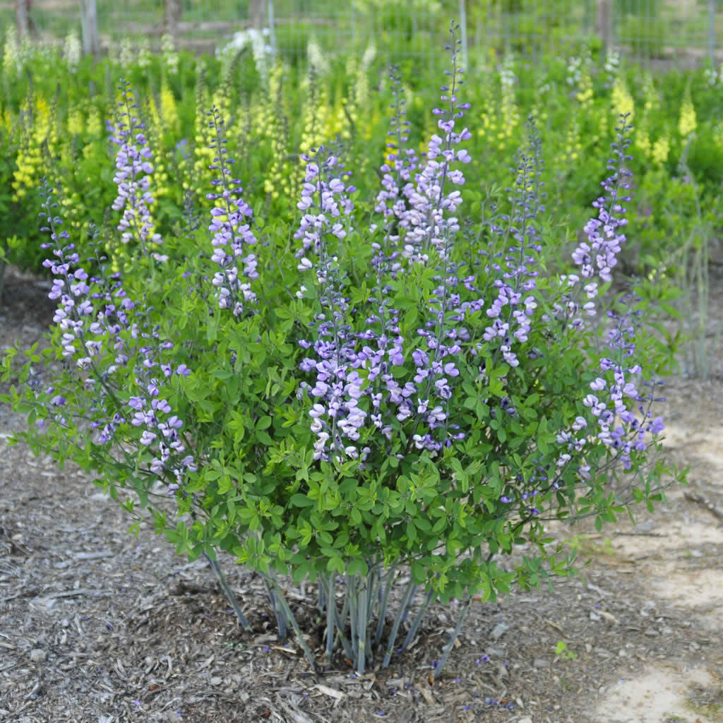 Ornamental Blue False Indigo flowering plant