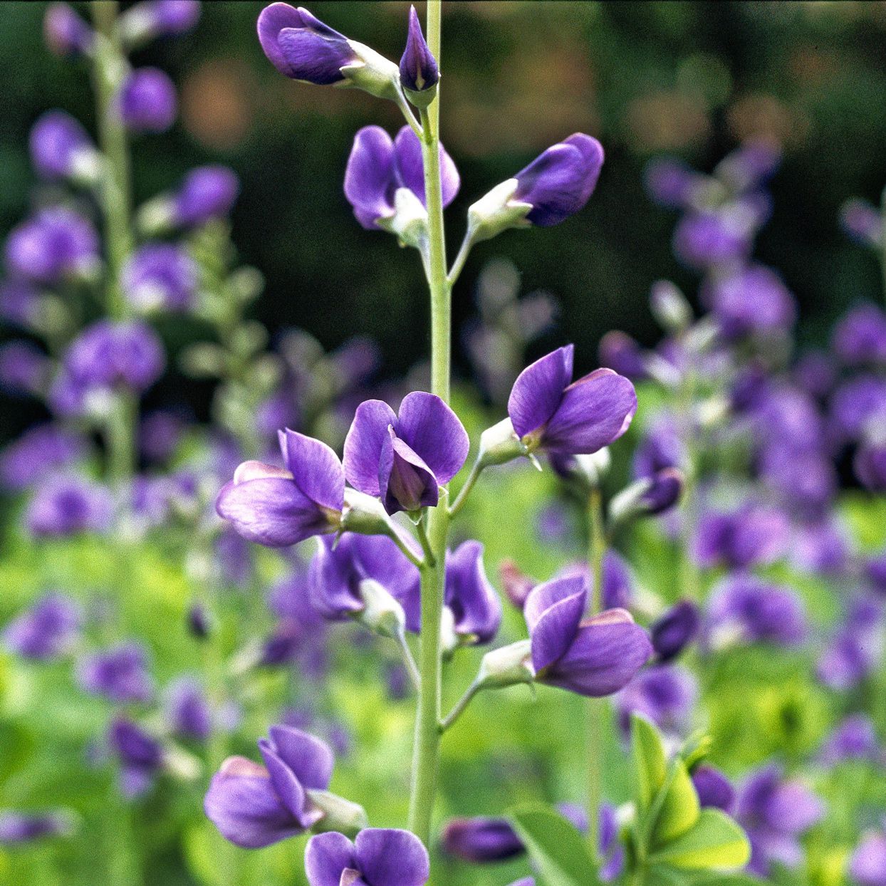 Blue False Indigo seeds for easy planting