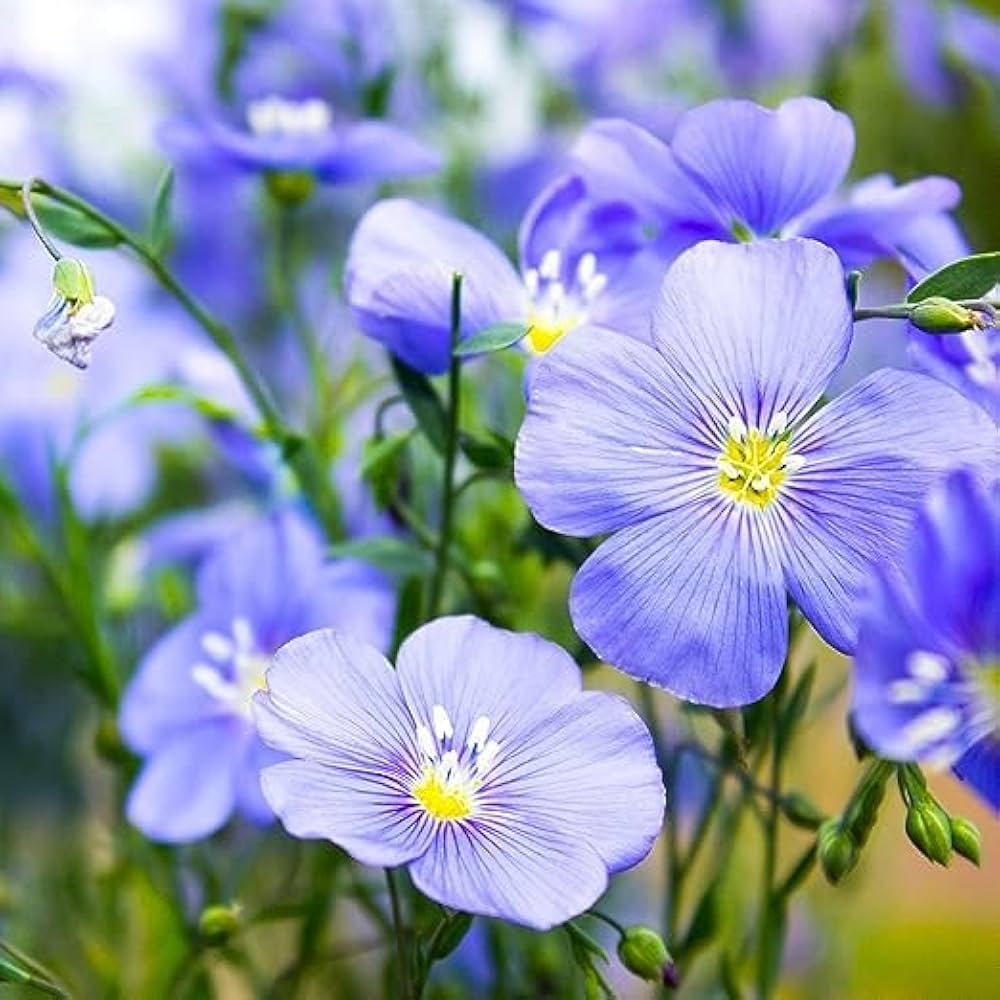 Blue Flax flower seeds for easy garden planting