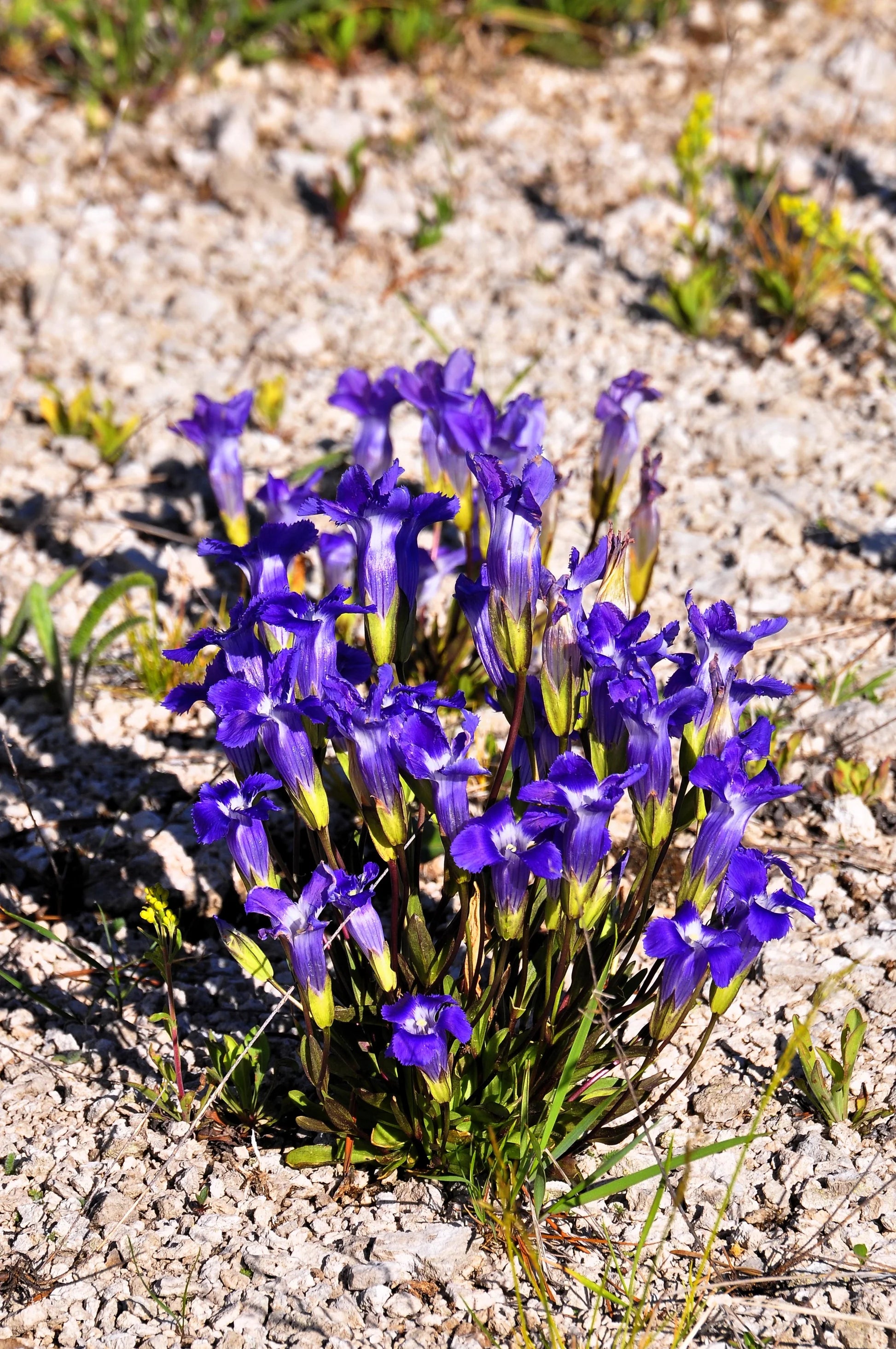 Fringed Gentian blooming in alpine garden