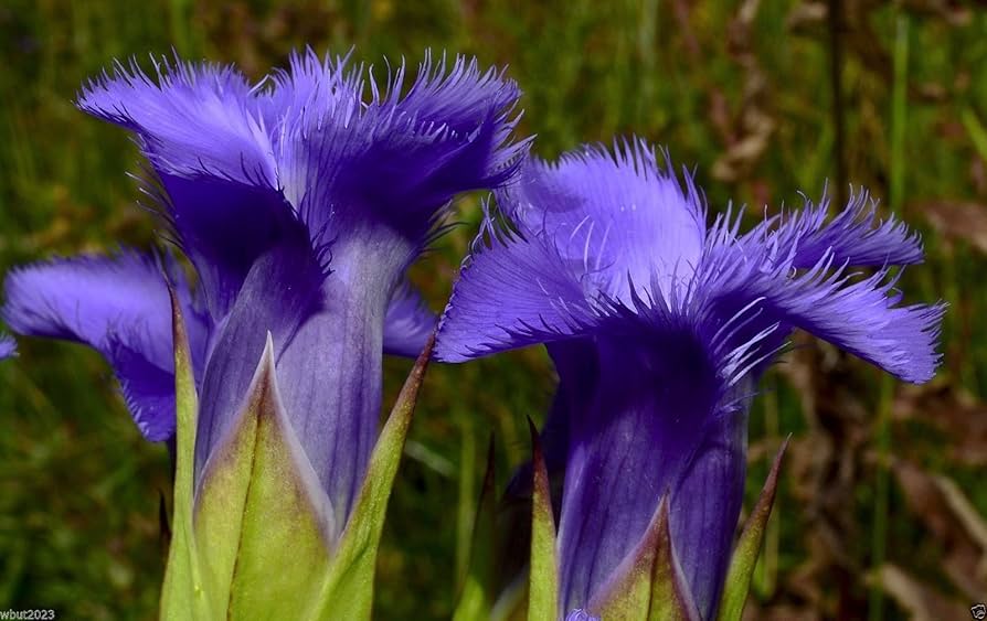 Non-GMO Gentian Fringed seeds