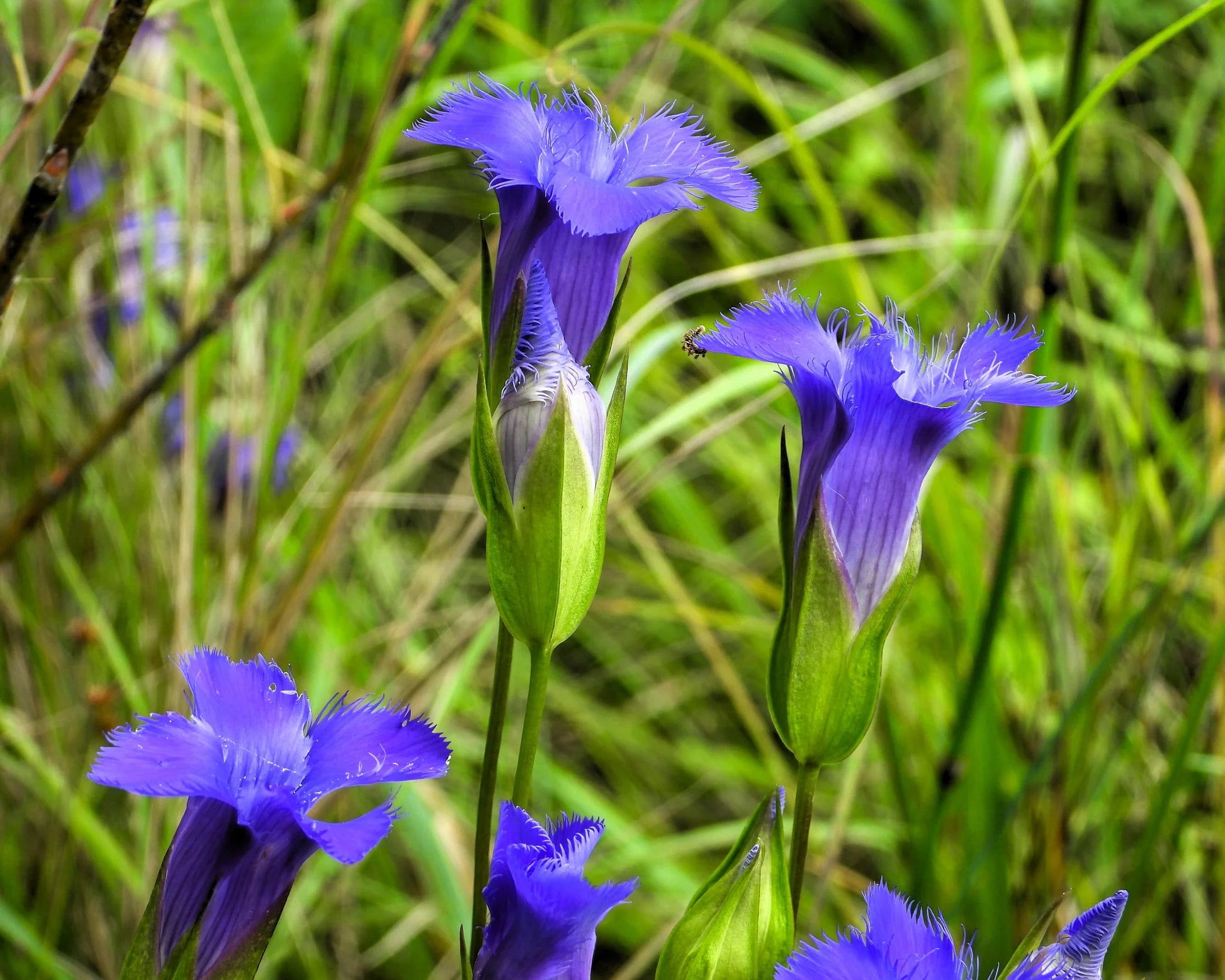 Ornamental fringed Gentian perennial plant