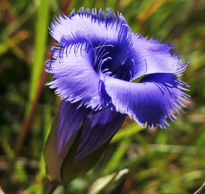 Blue Gentian Fringed flower seeds for planting