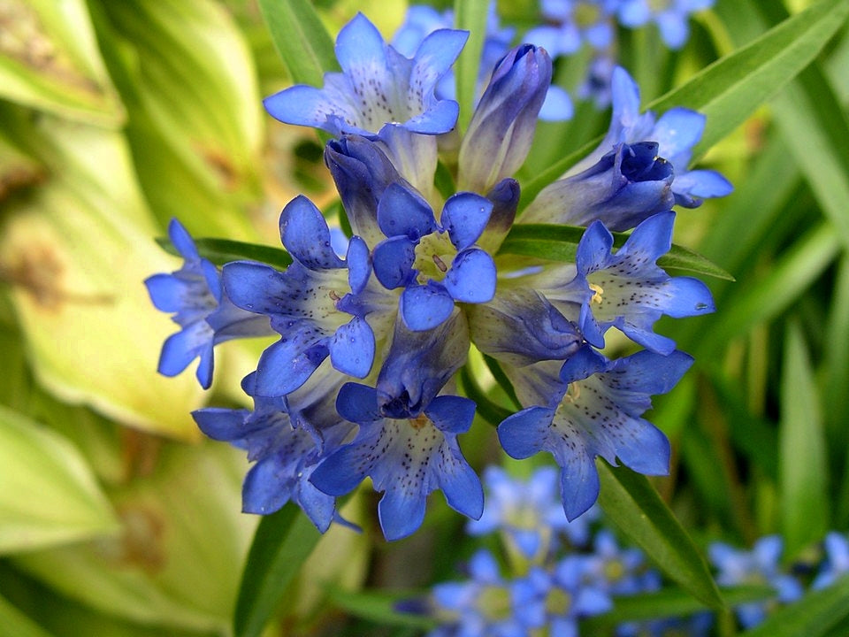 Non GMO Blue Gentiana Dahurica seeds