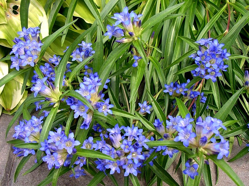 Ornamental Blue Gentiana Dahurica flowering plant